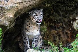Jaguar in cave